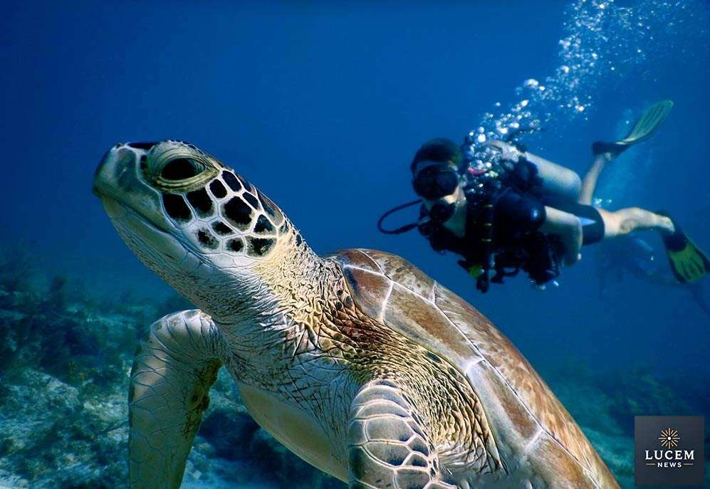 green sea turtle