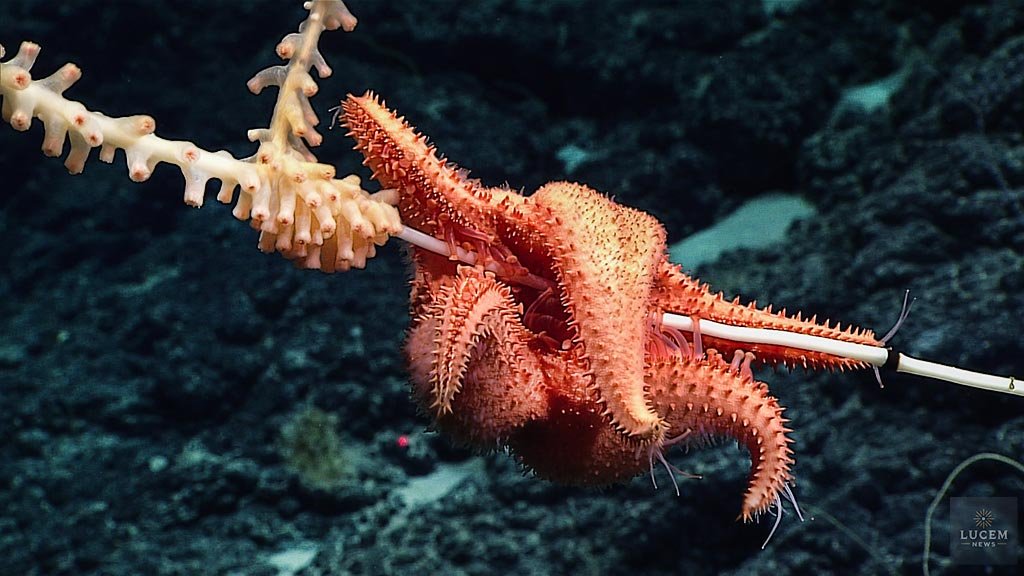 2025-4-14-C2 join NOAA live on a virtual deep-sea expedition in deep waters just off of Hawaii! During the Beyond the Blue: Papahānaumokuākea ROV and Mapping expedition,