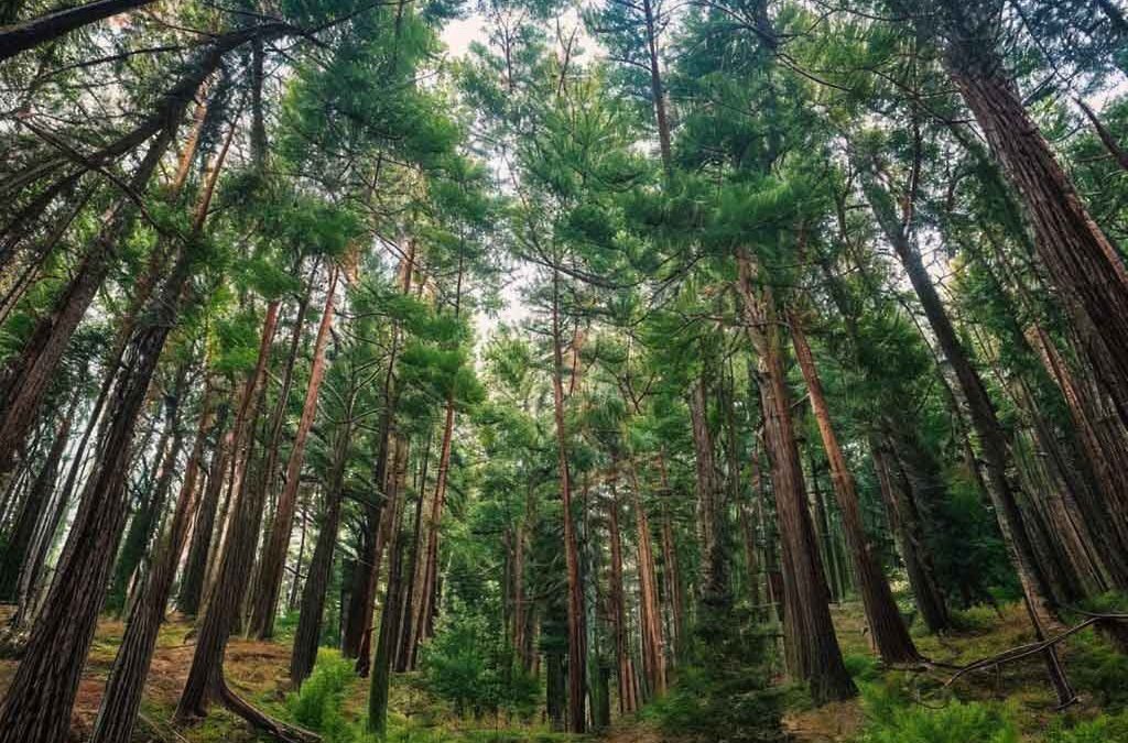 Secretary Rollins Announces Reforms to Enhance National Forest Protection and Increase Timber Production