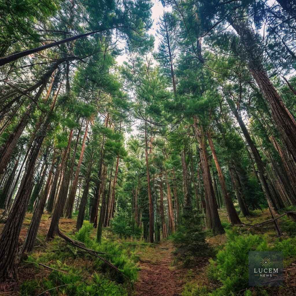 2025-4-4-C2 Secretary Rollins Announces Sweeping Reforms to Protect National Forests and Boost Domestic Timber Production