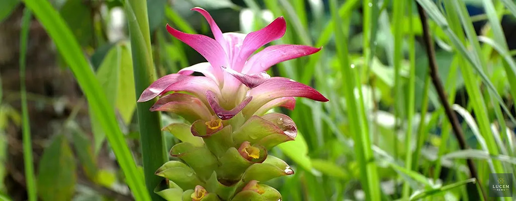 Novel Botanical Compound Tackles Aggressive Breast Cancer Successfully